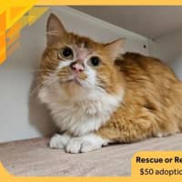 Photo of Phoenix