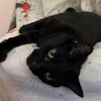 Photo of Pickles