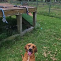 Photo of Copper