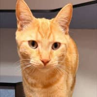 Photo of Cheetoes