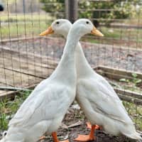 Photo of Huey & Dewey