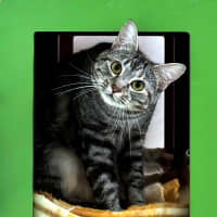Photo of Puss Puss Rsta015110