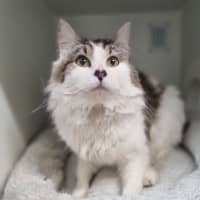 Photo of Zorro