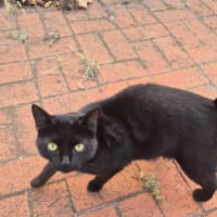 Photo of Sweet Dee   Located In Melton