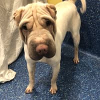Photo of Casper