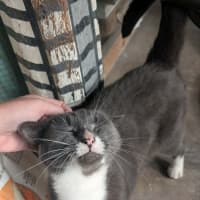 Photo of Butternut