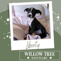 Photo of Liberty