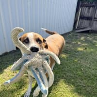 Photo of Roxie