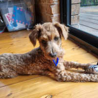 Photo of Dewey   4 Month Old Toy Poodle
