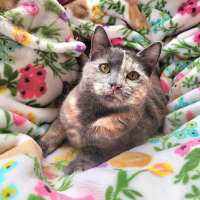 Photo of Kiwi