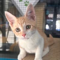 Photo of Mochi