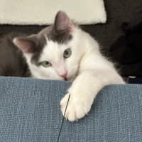 Photo of Rufus
