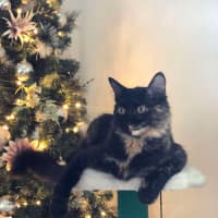 Photo of Annie 