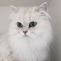 Photo of 🌞Cleocatra 5364 🌞