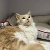 Photo of Sj (Sandy Junior)