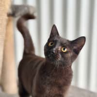 Photo of Flint