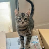 Photo of Pegi (Aka Tent Peg)