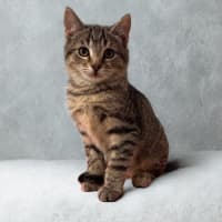 Photo of Odin
