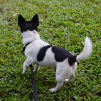 Photo of Peppi