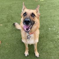 Photo of Maple