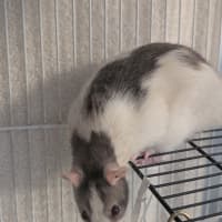 Photo of Cabbage, Joey And Pancake