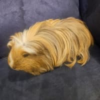 Photo of Blondie