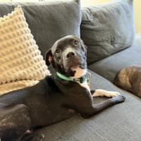 Photo of George Costanza