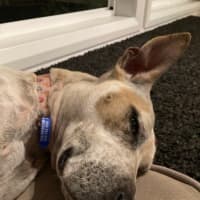 Photo of Sadie   2 Year Old Cattle Dog X