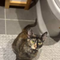 Photo of Stella