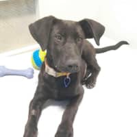 Photo of Elphaba   5 Month Old Shepherd X