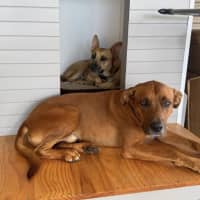 Photo of Bear   5 Year Old Ridgeback