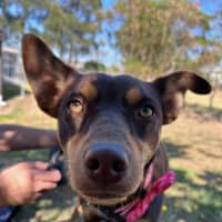 Photo of Annie