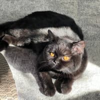 Photo of Shrimply Pibbles