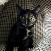 Photo of Smoke