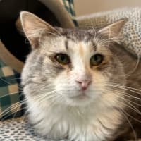 Photo of Harvey * 9 Lives Project Rescue*