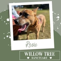 Photo of Rosie
