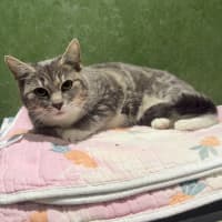 Photo of Violet