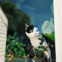 Photo of Makita   In Foster Care In Northcote