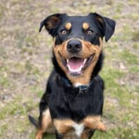 Photo of Rocky 