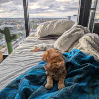 Photo of Bluey (Ginger)