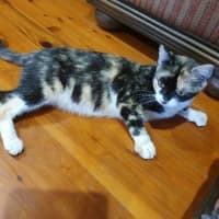 Photo of Savannah