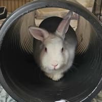 Photo of Fluffball Mc Gee