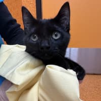 Photo of Binx