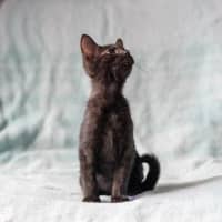 Photo of Fern