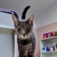 Photo of Smokey (7657)