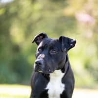 Photo of Spot
