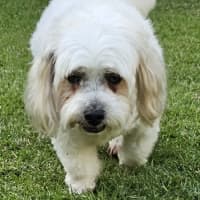 Photo of Cookie 🍪 