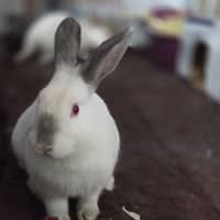 Photo of Hiccups