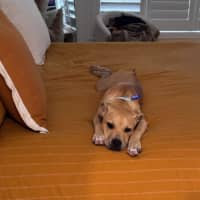 Photo of Buster   8 Month Old Staffy X Shar Pei