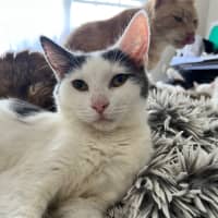 Photo of Larry *9 Lives Project Rescue*